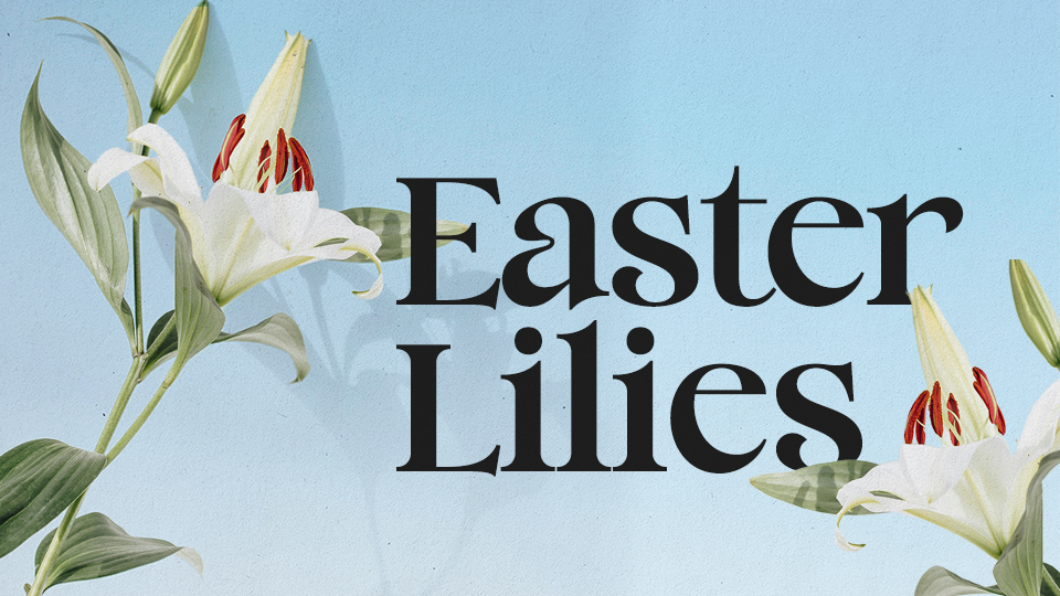 Easter Lilies_Featured (1)